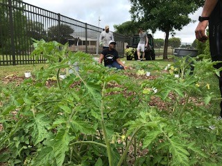 Committee garden work day. Community garden is maintained by the Social subcommittee 
