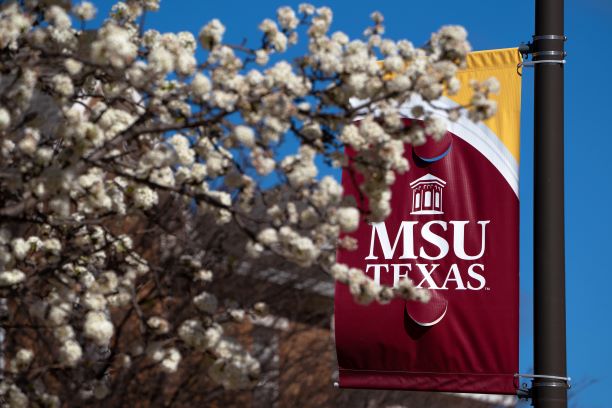 Outdoor picture of the MSU Texas maroon and gold banner behind a branch of a flowering dogwood tree in spring. The flowers look like white cotton balls on the tip of each branch. The sky is cloudless and blue and one of the Sunwatcher Village buildings can be seen in the background. 